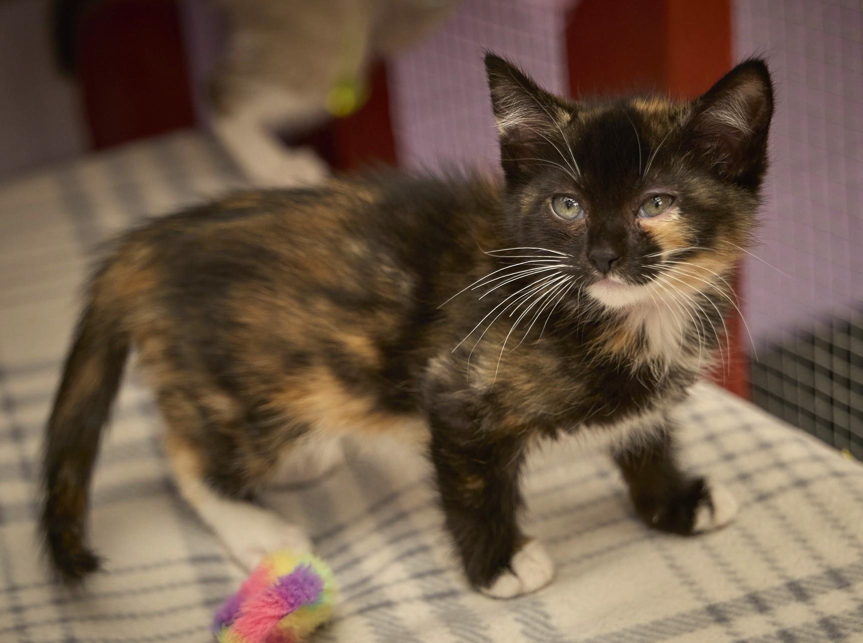 Tortellini, an adopted Tortoiseshell in Santa Barbara, CA image 2/3