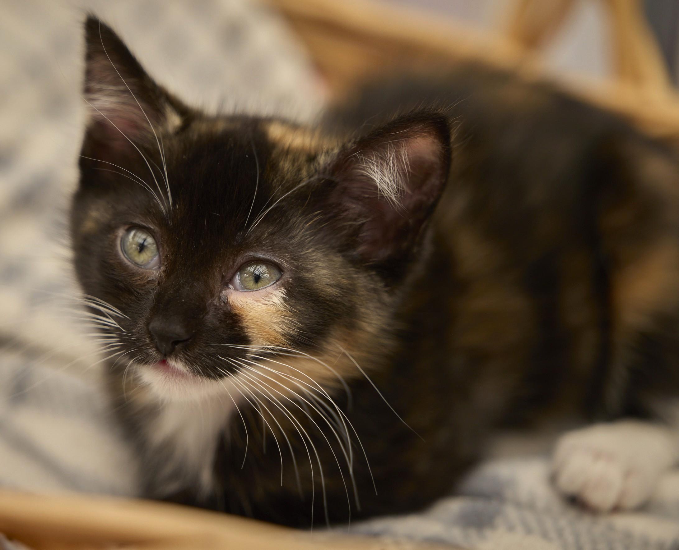 Tortellini, an adopted Tortoiseshell in Santa Barbara, CA image 3/3