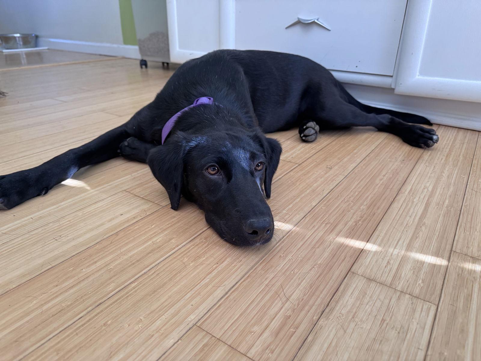 Rene, a Adopted mixed breed in St. Louis, MO image 1/3