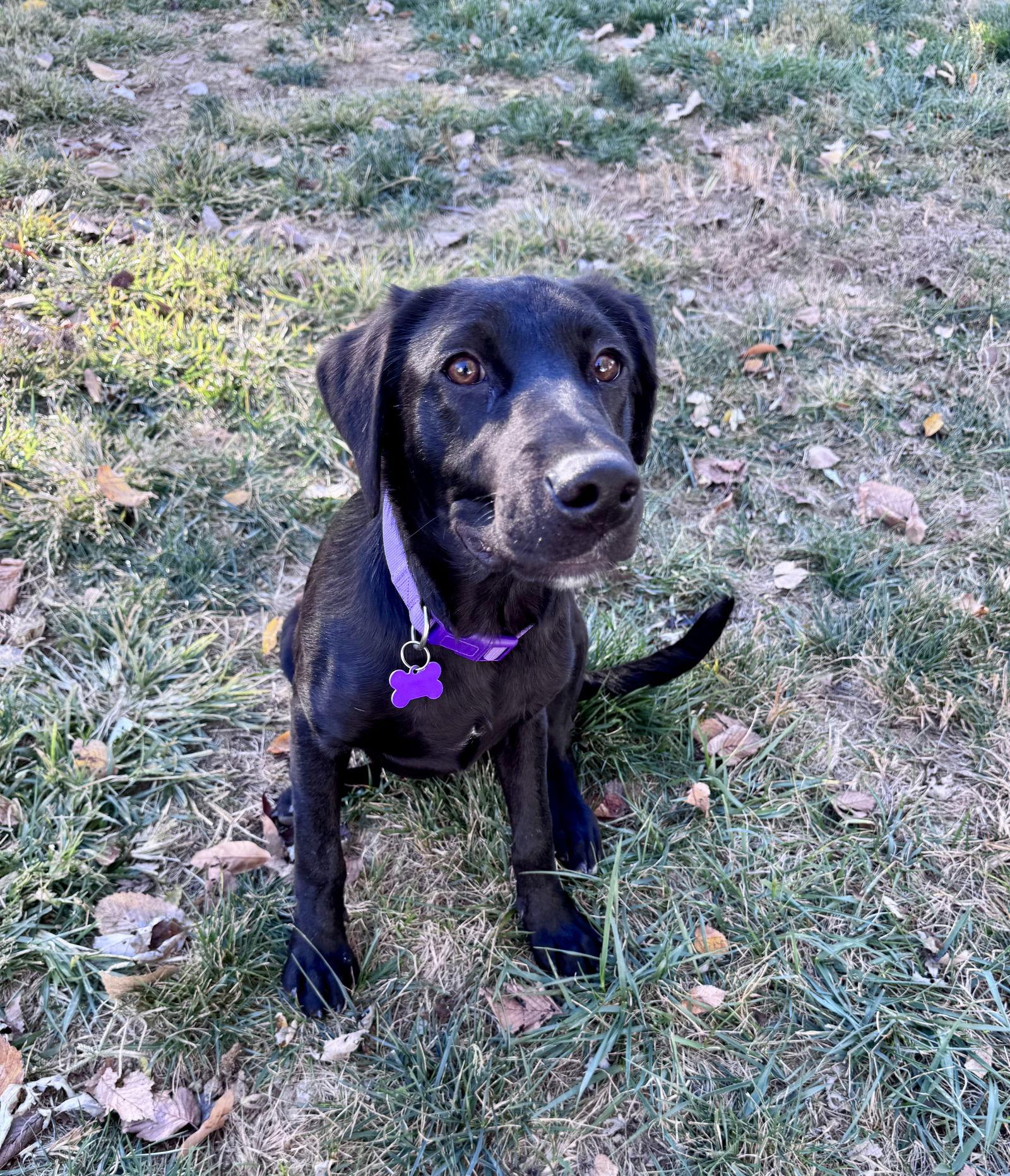 Rene, a Adopted mixed breed in St. Louis, MO image 2/3