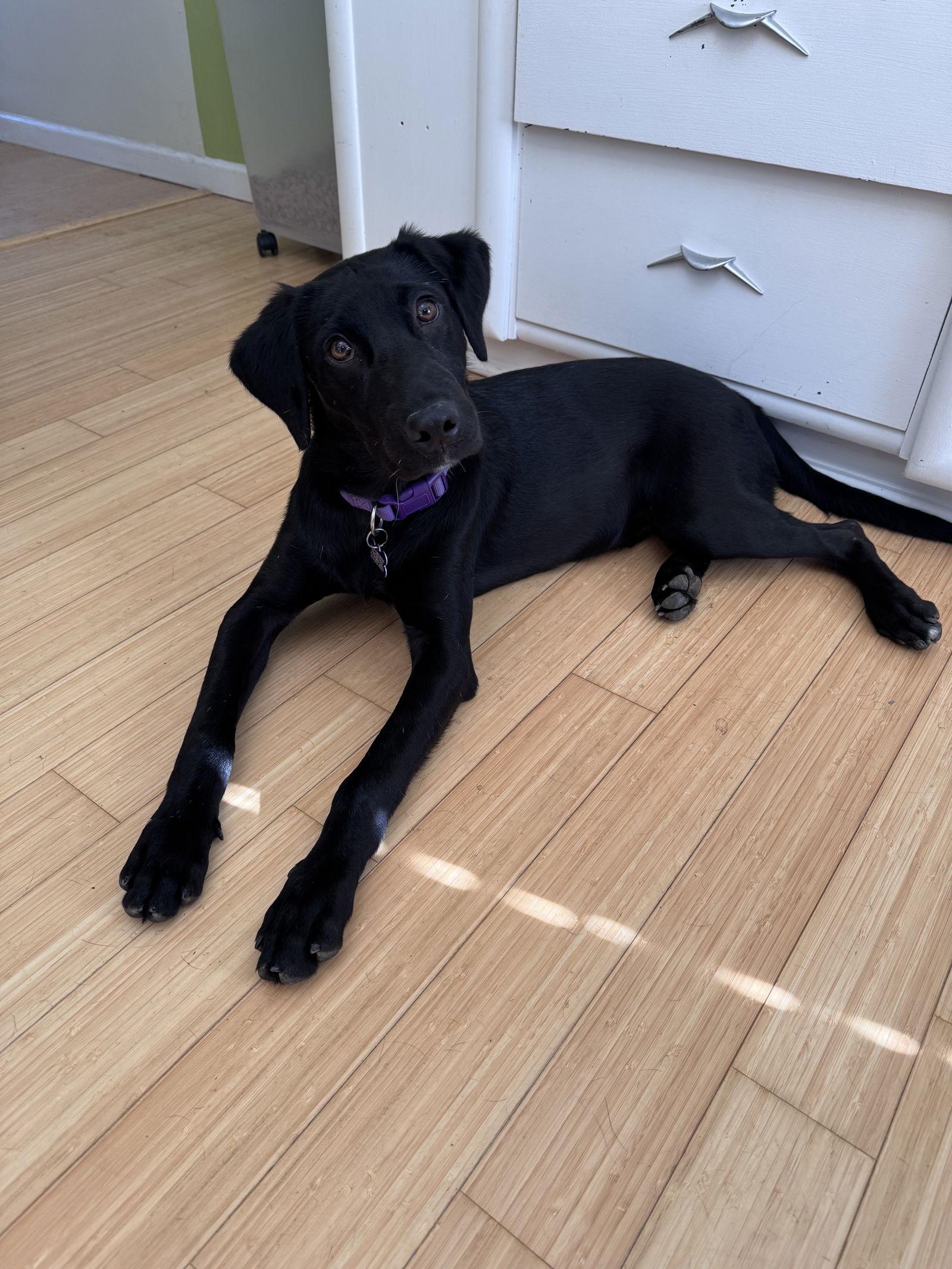 Rene, a Adopted mixed breed in St. Louis, MO image 3/3