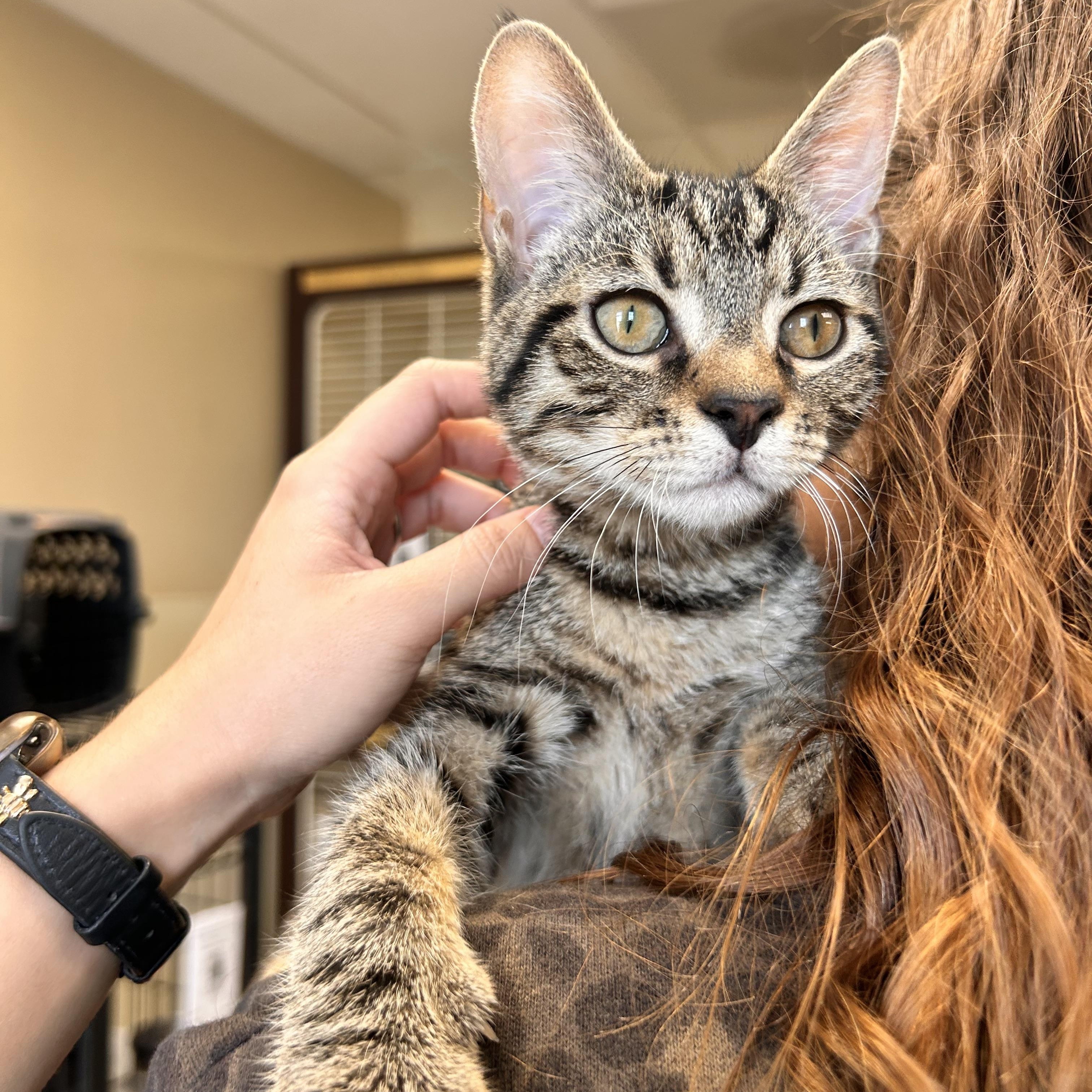 Cardinal, Adopted, Young Male Domestic Short Hair.