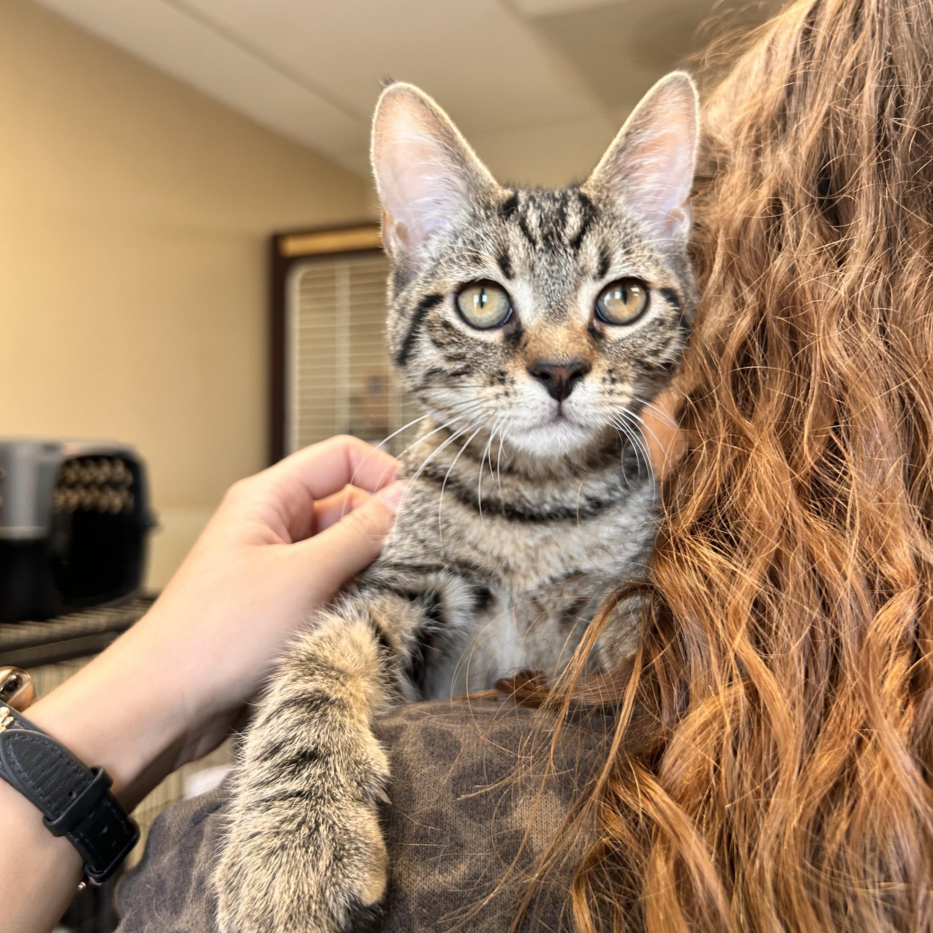 Enlarge Cardinal, a Adopted Domestic Short Hair in Myerstown, PA image 2/2