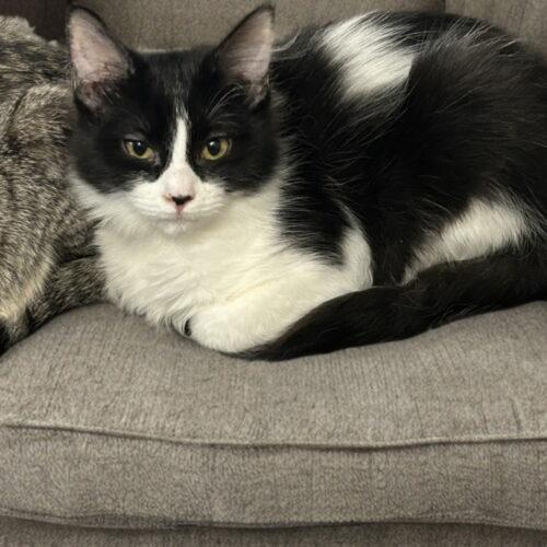 Avery, Adoptable, Kitten Female Tuxedo & Domestic Medium Hair.