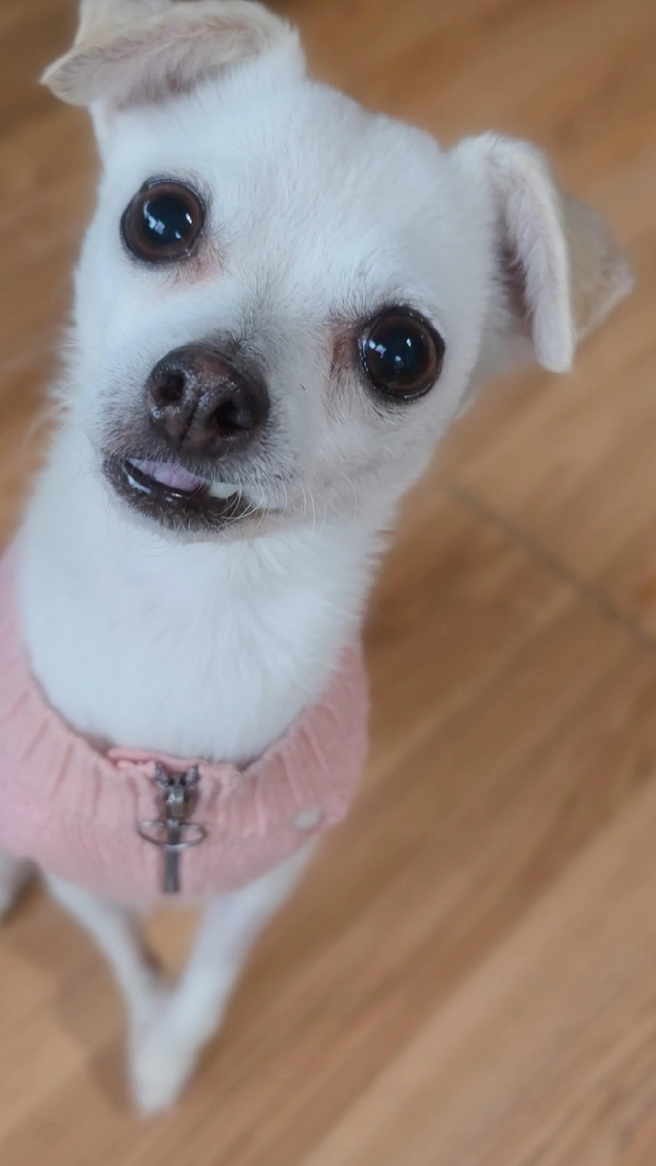 Holly, ADOPTABLE, Senior Female Chihuahua.