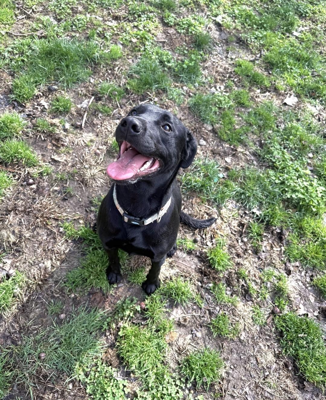 Sage, Adopted, Adult Female Black Labrador Retriever.