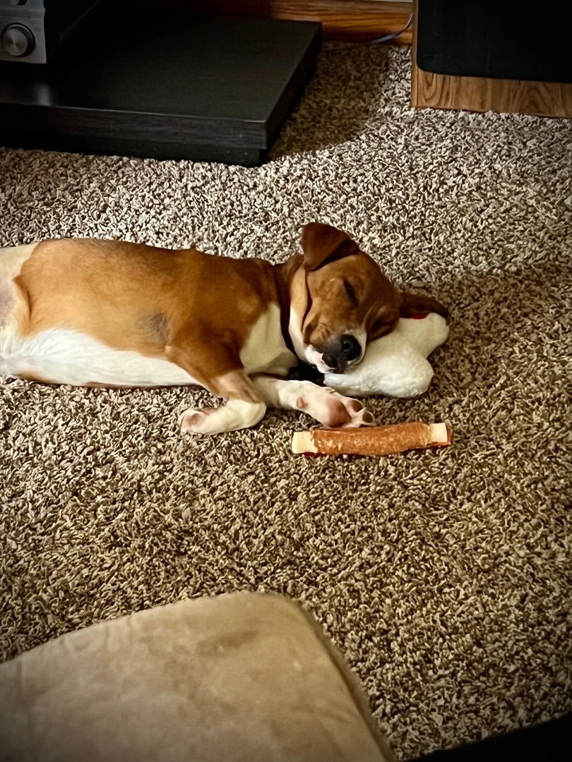 Doc, Young Male Beagle