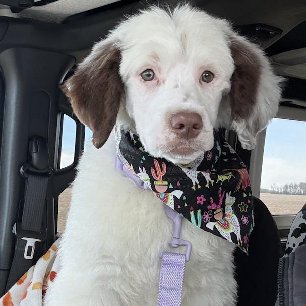 Enlarge Dolly, an adopted Portuguese Water Dog in Toledo, OH image 3/5
