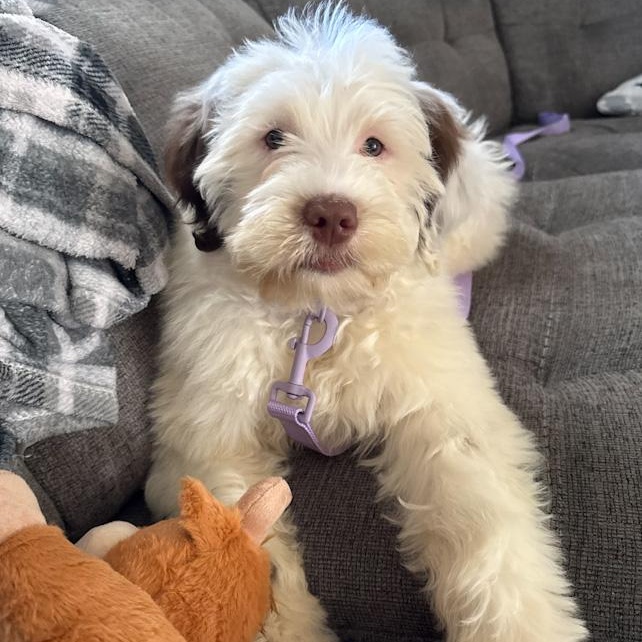 Enlarge Dolly, an adopted Portuguese Water Dog in Toledo, OH image 1/5
