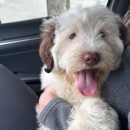 Enlarge Dolly, an adopted Portuguese Water Dog in Toledo, OH image 2/5