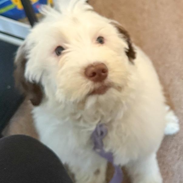 Enlarge Dolly, an adopted Portuguese Water Dog in Toledo, OH image 5/5