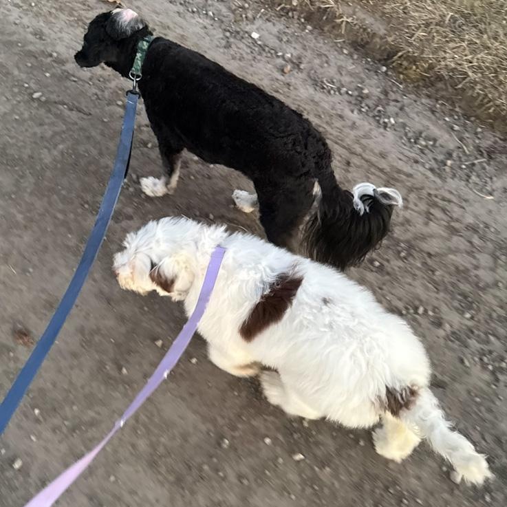 Enlarge Dolly, an adopted Portuguese Water Dog in Toledo, OH image 4/5