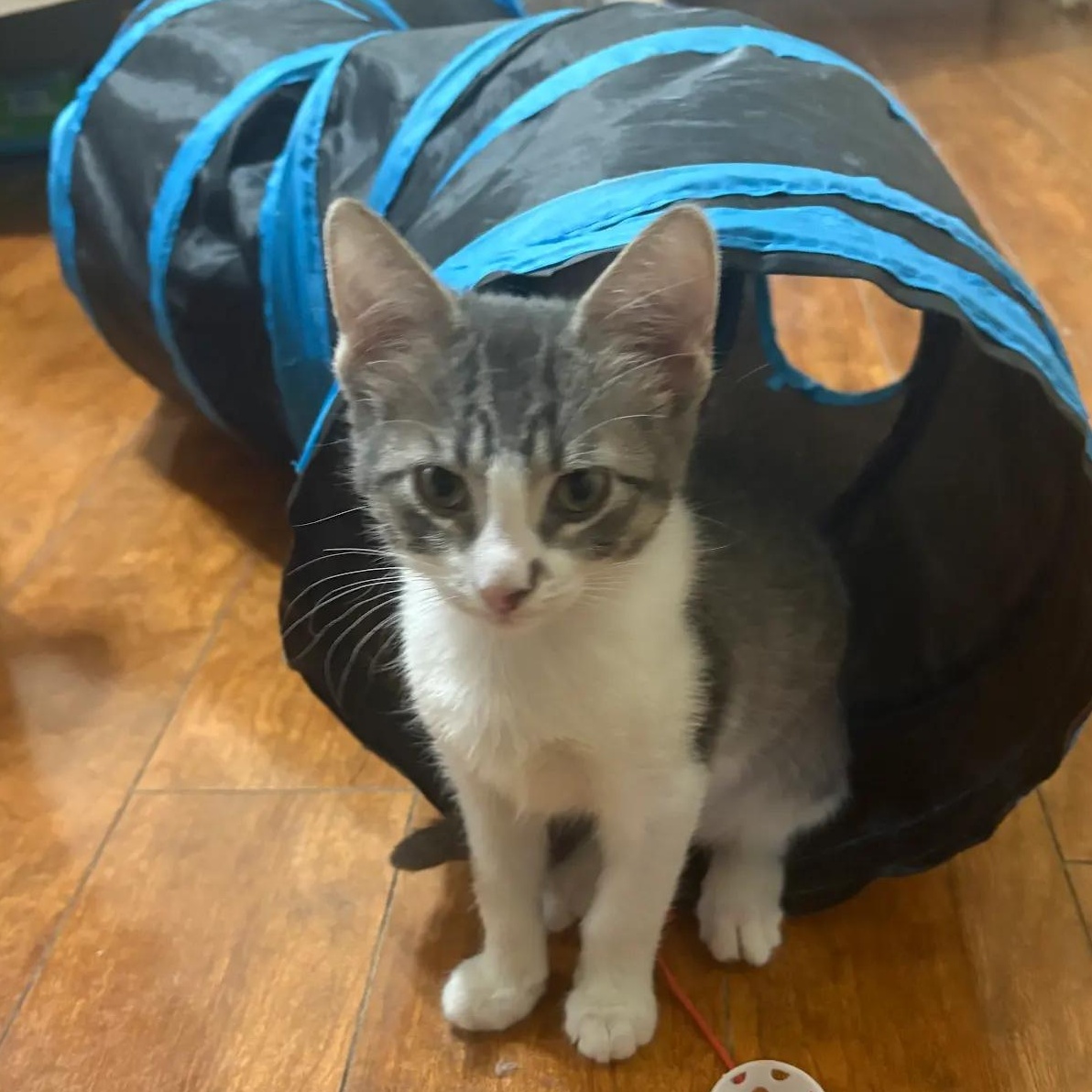 Enlarge Biscuit and Peanut, a hold American Shorthair in Union City, NJ image 4/6