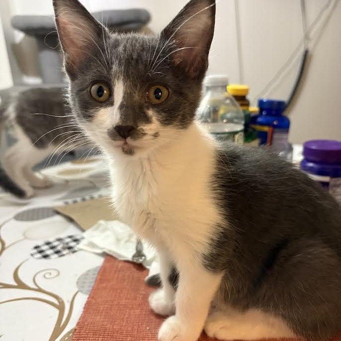 Enlarge Biscuit and Peanut, a hold American Shorthair in Union City, NJ image 2/6