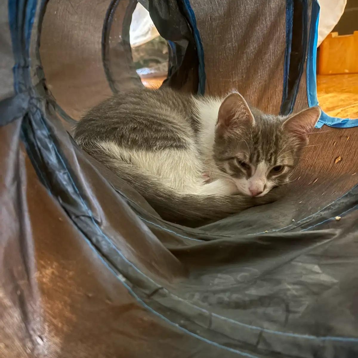 Enlarge Biscuit and Peanut, a hold American Shorthair in Union City, NJ image 5/6