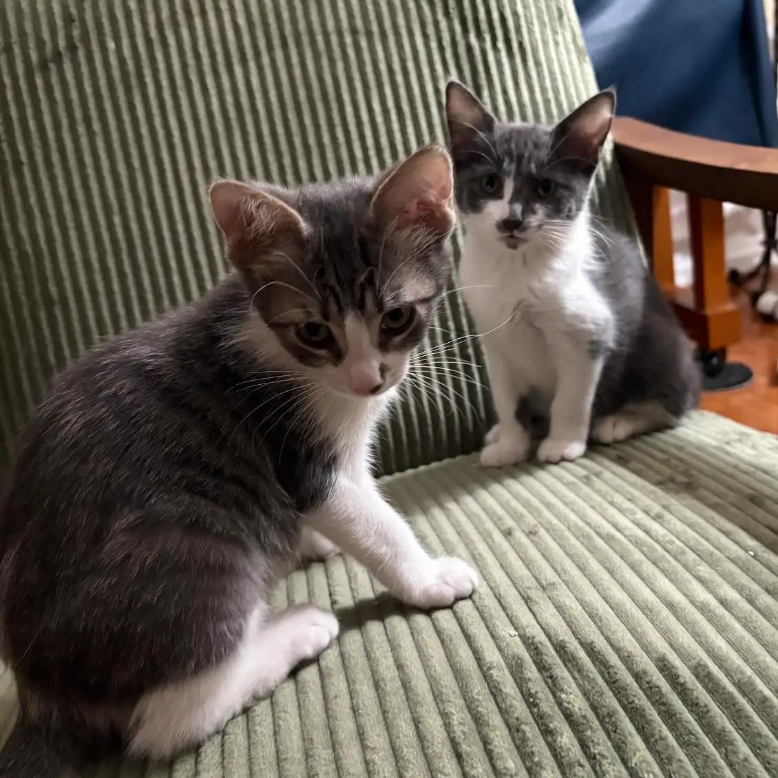Enlarge Biscuit and Peanut, a hold American Shorthair in Union City, NJ image 3/6