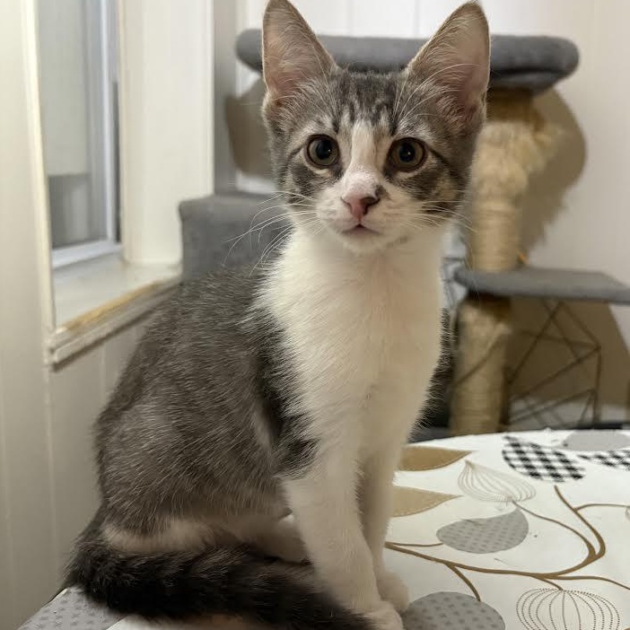 Enlarge Biscuit and Peanut, a hold American Shorthair in Union City, NJ image 1/6