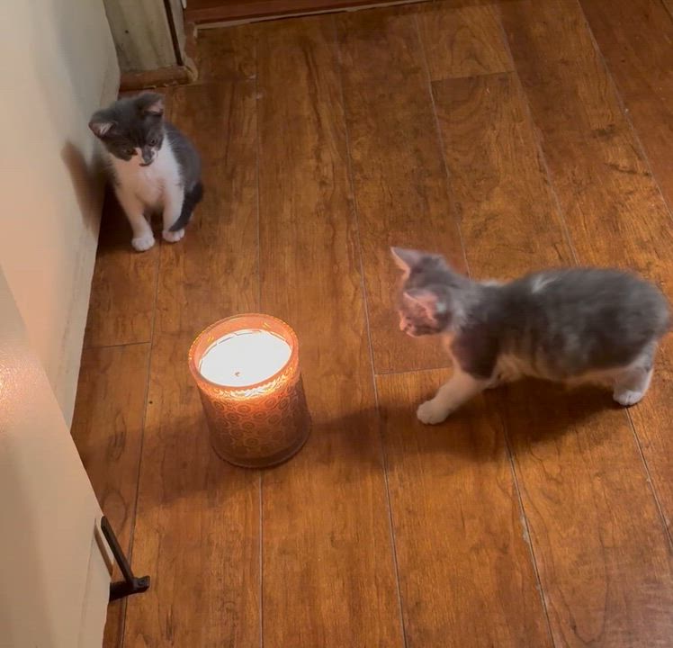 Enlarge Biscuit and Peanut, a hold American Shorthair in Union City, NJ video 6/6