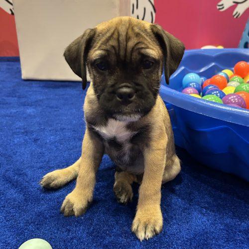 Spark, Adoptable, Puppy Male American Bulldog & Pug.
