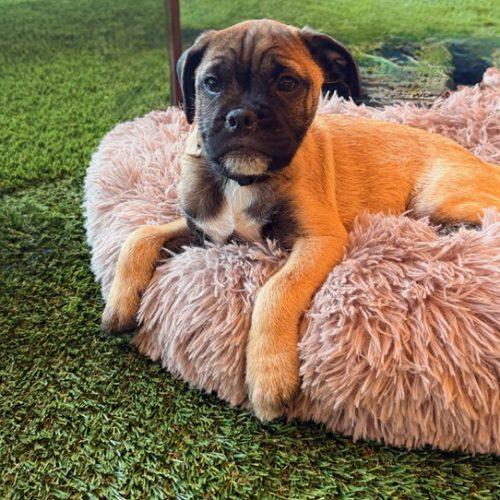 Enlarge Spark, a Adoptable mixed breed in Henderson, NV image 2/5