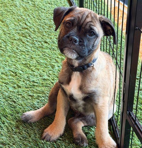 Enlarge Spark, a Adoptable mixed breed in Henderson, NV image 3/5