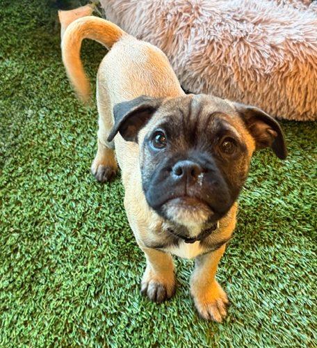 Enlarge Spark, a Adoptable mixed breed in Henderson, NV image 4/5