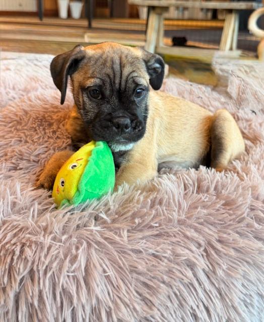 Enlarge Spark, a Adoptable mixed breed in Henderson, NV image 5/5