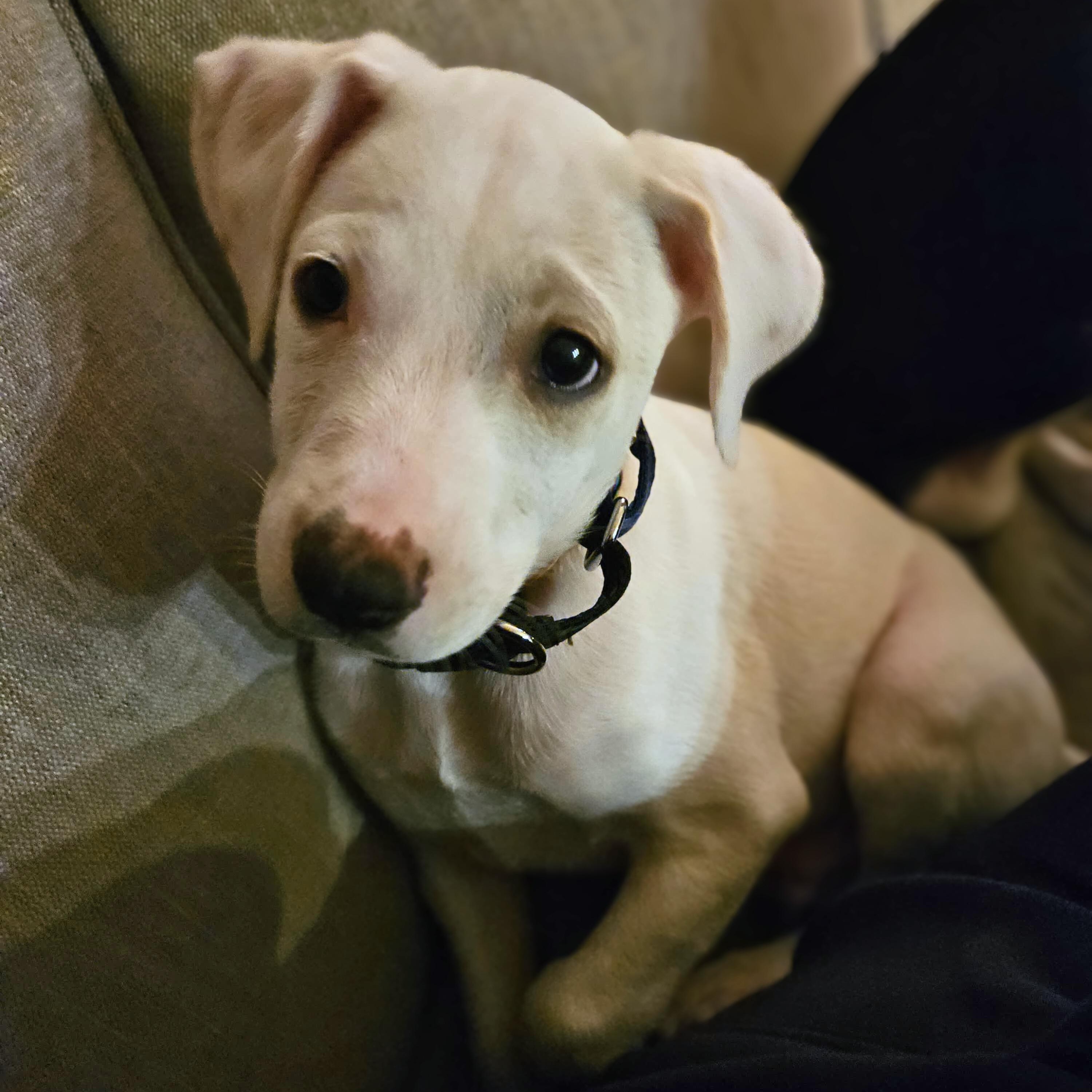Jack, an adopted mixed breed in Annapolis, MD image 3/3
