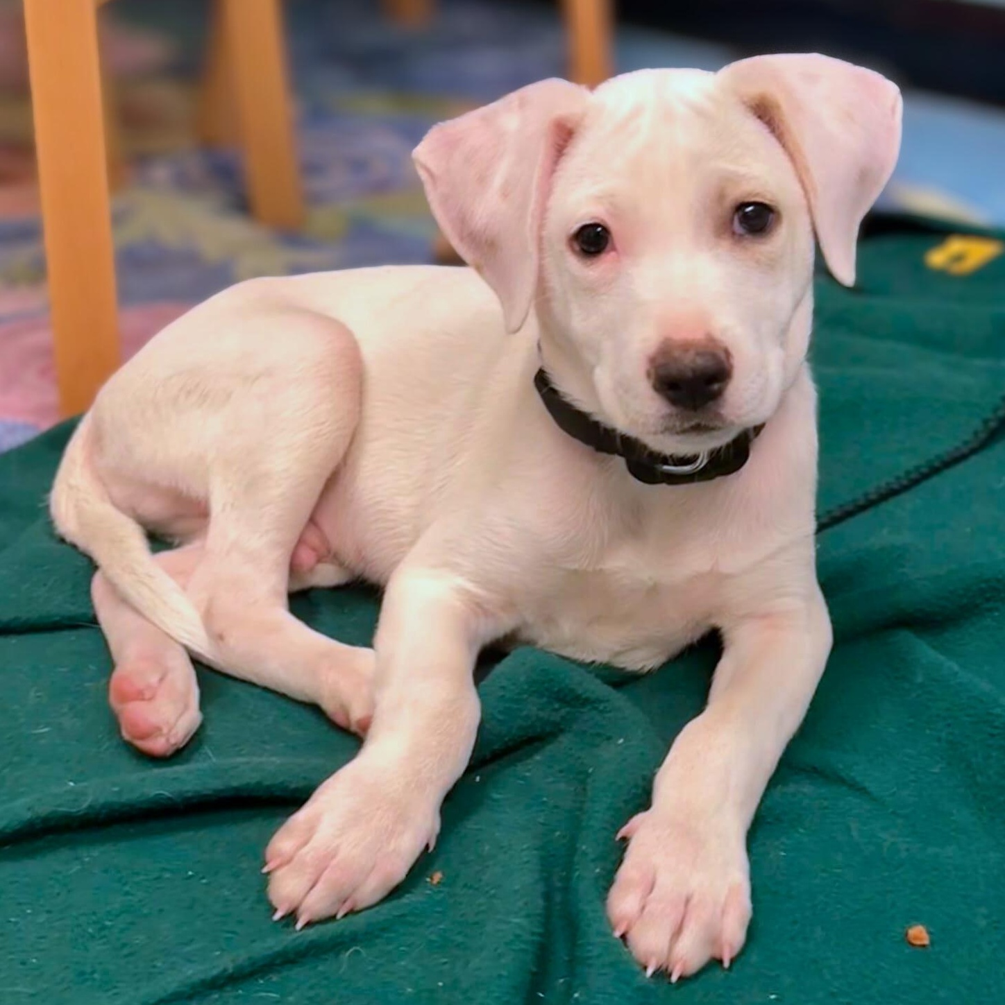 Jack, an adopted mixed breed in Annapolis, MD image 1/3