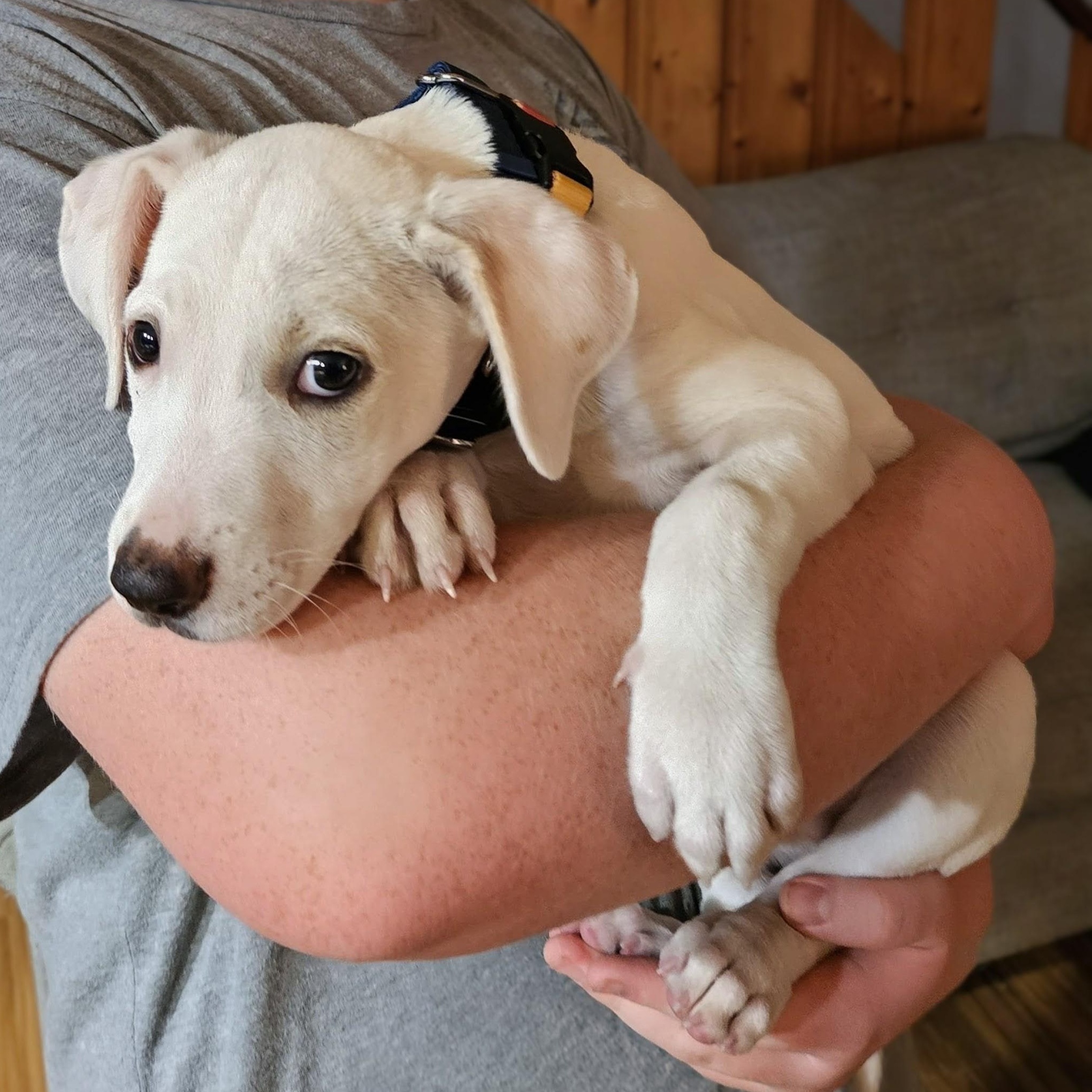 Jack, an adopted mixed breed in Annapolis, MD image 2/3