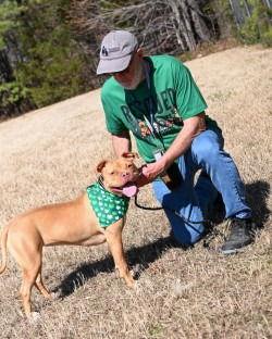 DA 15 Zoey, Adoptable, Young Female Pit Bull Terrier.