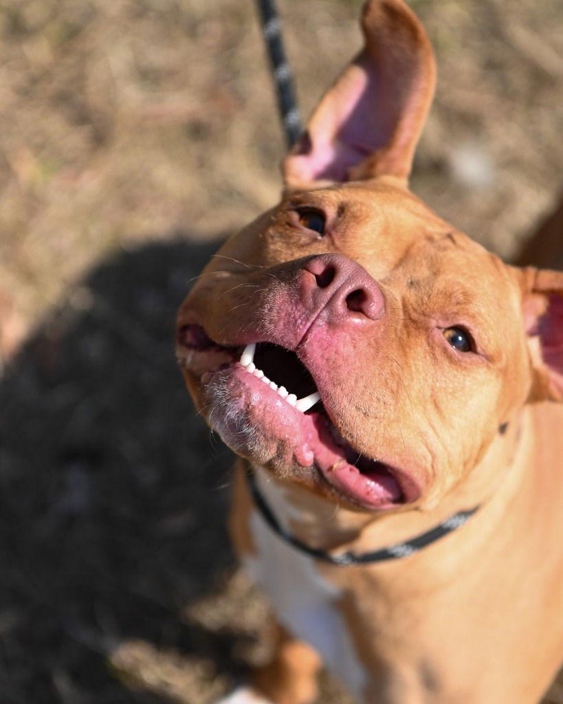 DA 15 Zoey, Adoptable, Young Female Pit Bull Terrier.