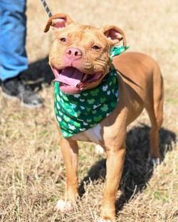 Enlarge DA 15 Zoey, a Adoptable Pit Bull Terrier in Glen Allen, VA image 2/3