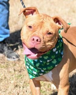 Enlarge DA 15 Zoey, a Adoptable Pit Bull Terrier in Glen Allen, VA image 3/3