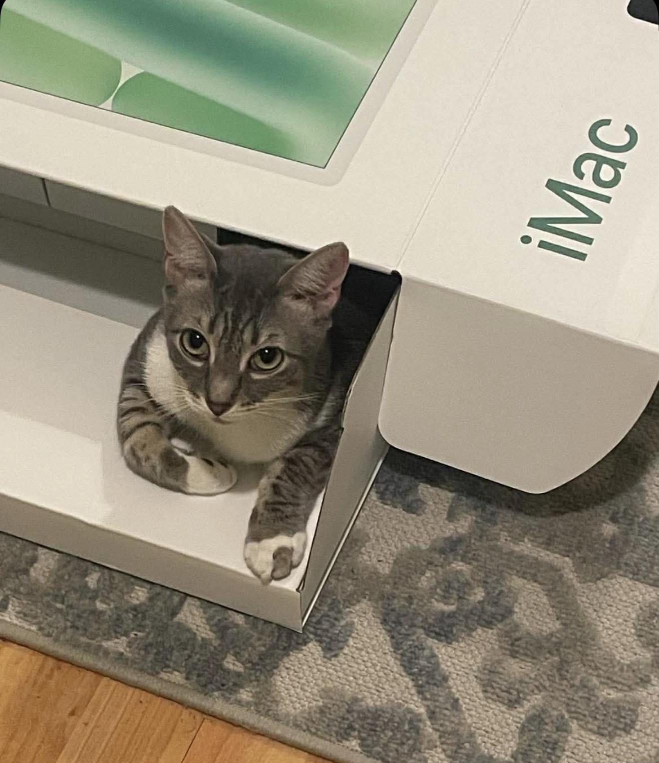 Enlarge Arthur , a Adoptable Domestic Short Hair in Brooklyn , NY image 1/6