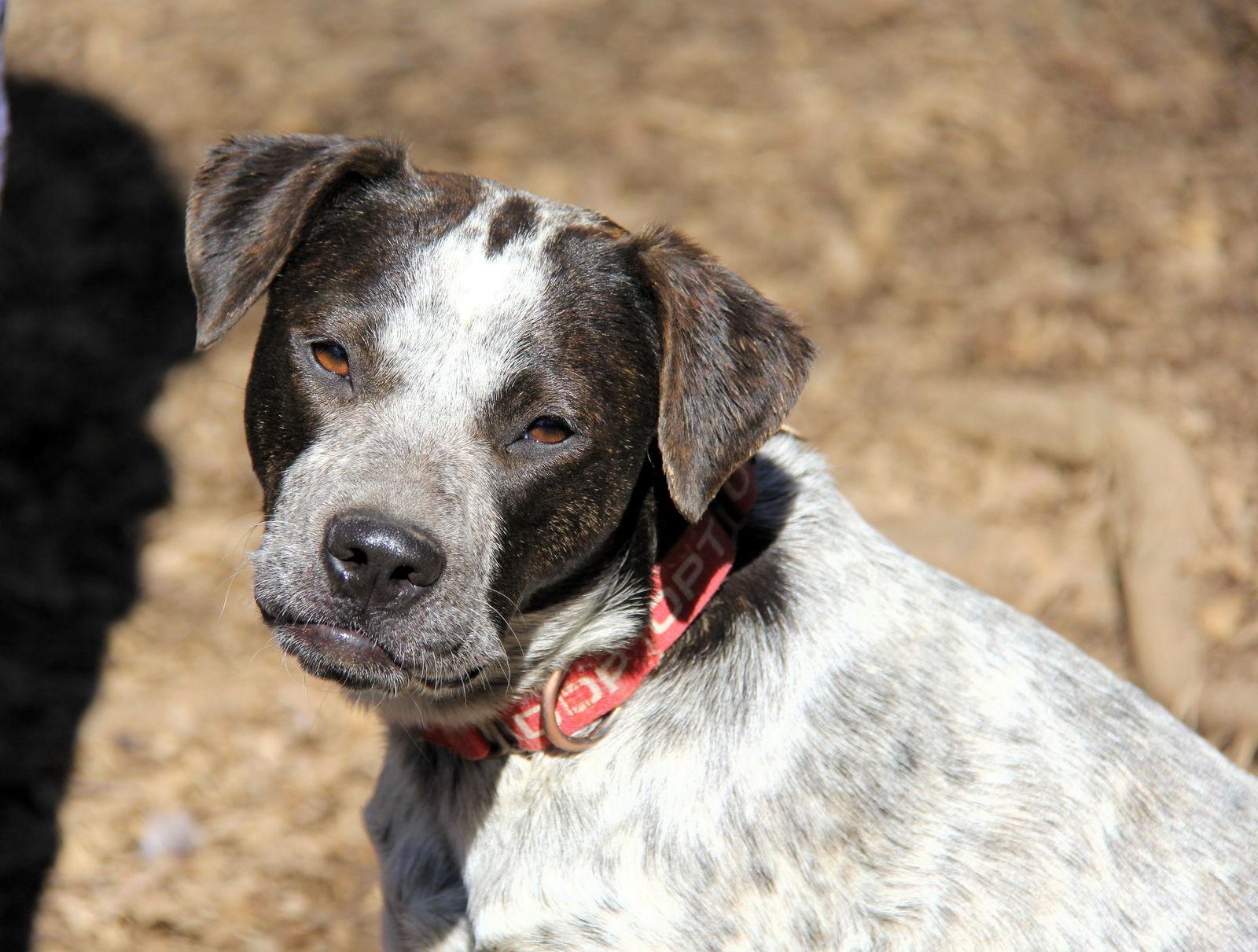 Enlarge Camellia, a Adoptable Australian Cattle Dog / Blue Heeler in Charlotte, NC image 1/3