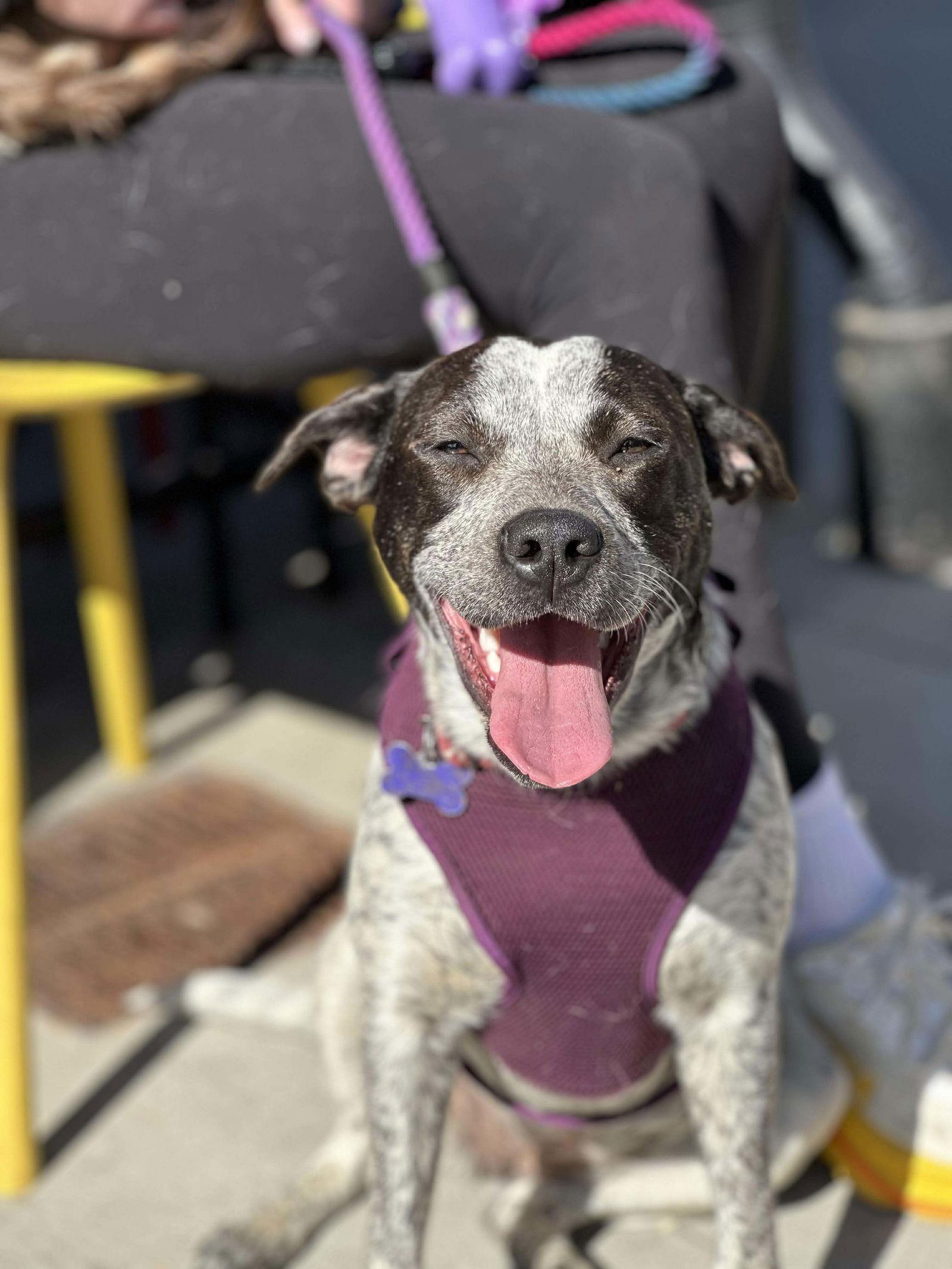 Enlarge Camellia, a Adoptable Australian Cattle Dog / Blue Heeler in Charlotte, NC image 2/3