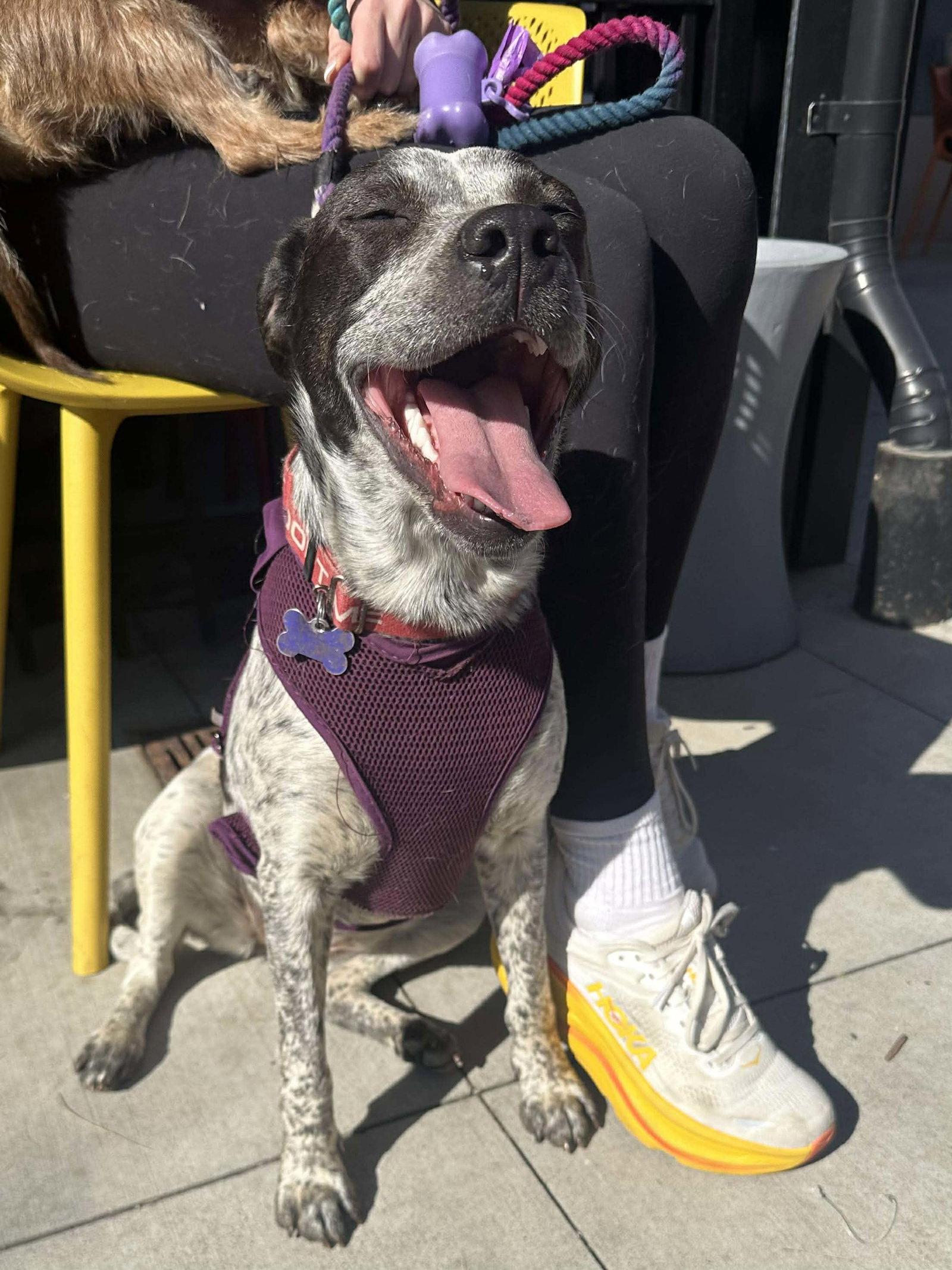 Enlarge Camellia, a Adoptable Australian Cattle Dog / Blue Heeler in Charlotte, NC image 2/3