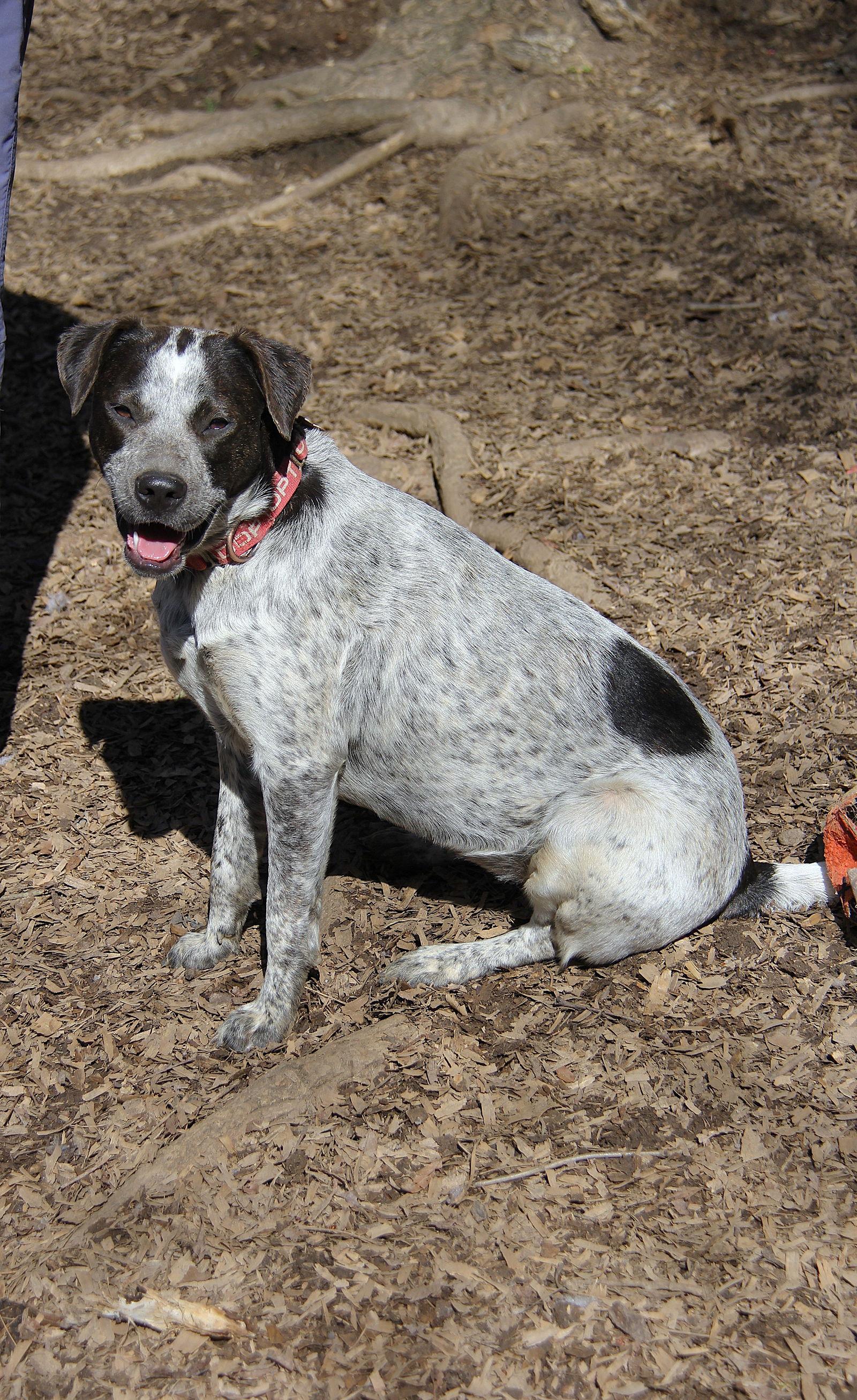 Enlarge Camellia, a Adoptable Australian Cattle Dog / Blue Heeler in Charlotte, NC image 3/3