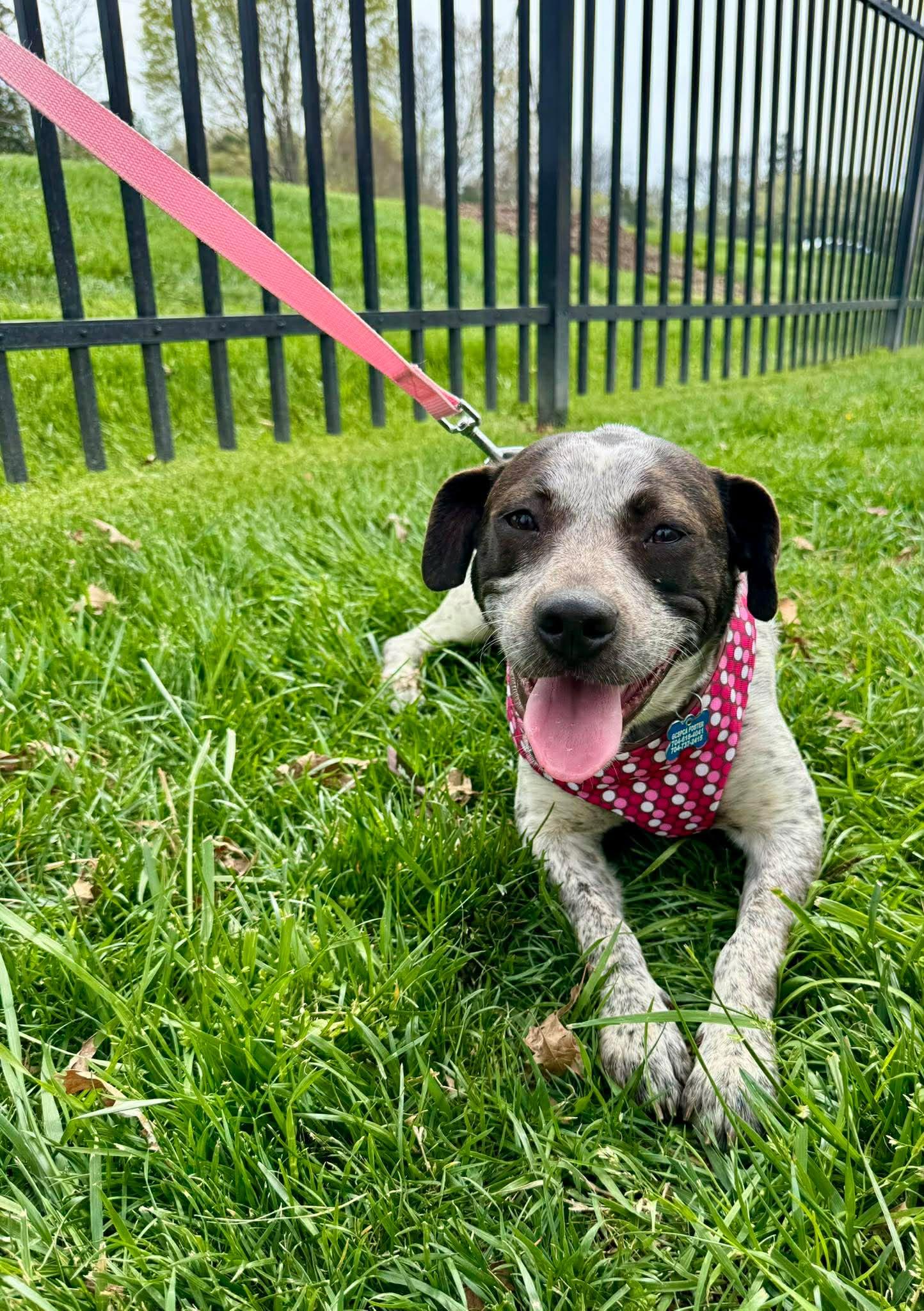 Enlarge Camellia, a Adoptable Australian Cattle Dog / Blue Heeler in Charlotte, NC image 3/3