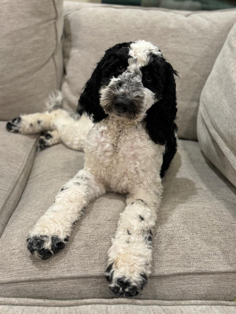 Coco, Adopted, Young Female Labrador Retriever & Poodle.