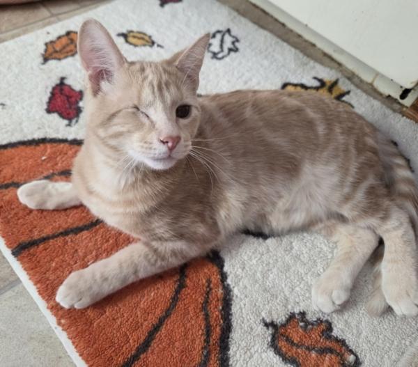 Enlarge MUNSTER, a ADOPTABLE Domestic Short Hair in Gurnee, IL image 3/6