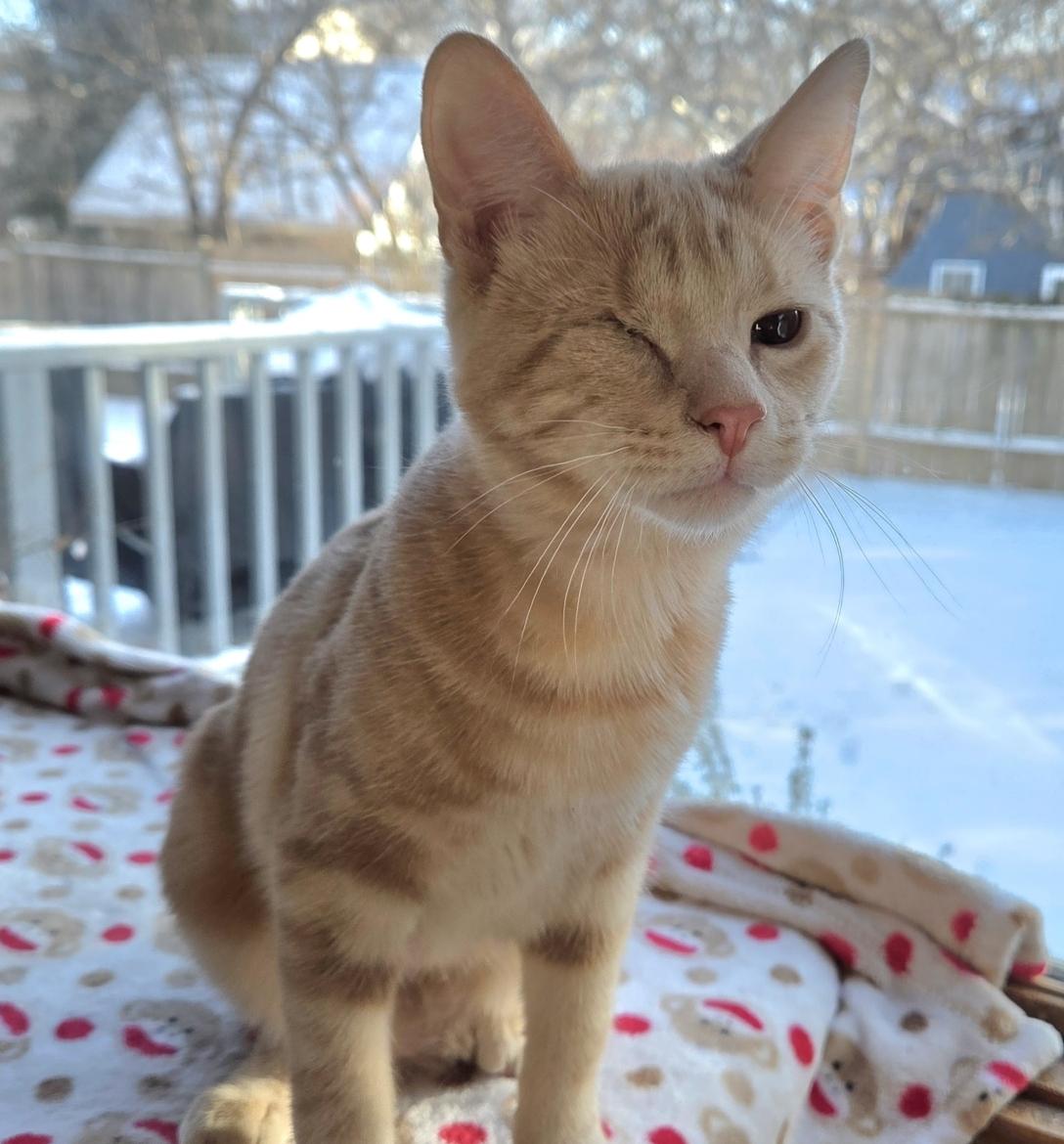 Enlarge MUNSTER, a ADOPTABLE Domestic Short Hair in Gurnee, IL image 4/6