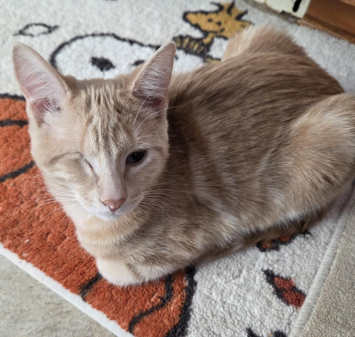 Enlarge MUNSTER, a ADOPTABLE Domestic Short Hair in Gurnee, IL image 6/6