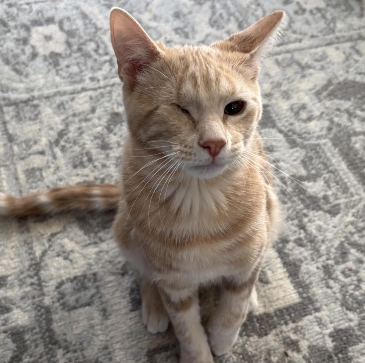 Enlarge MUNSTER, a ADOPTABLE Domestic Short Hair in Gurnee, IL image 1/6