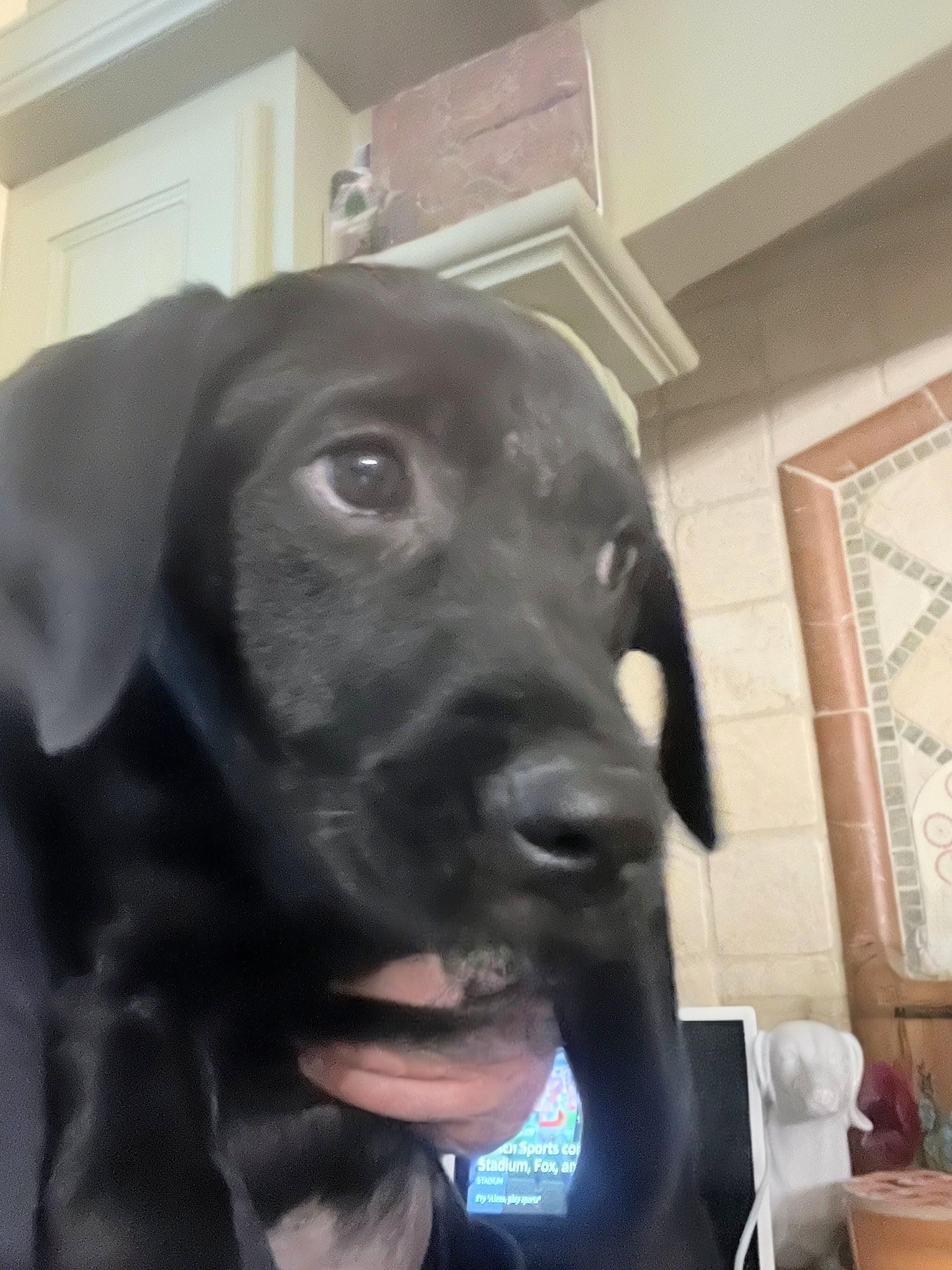 Winnie the Pooh, a Adoptable mixed breed in Willington, CT image 3/5