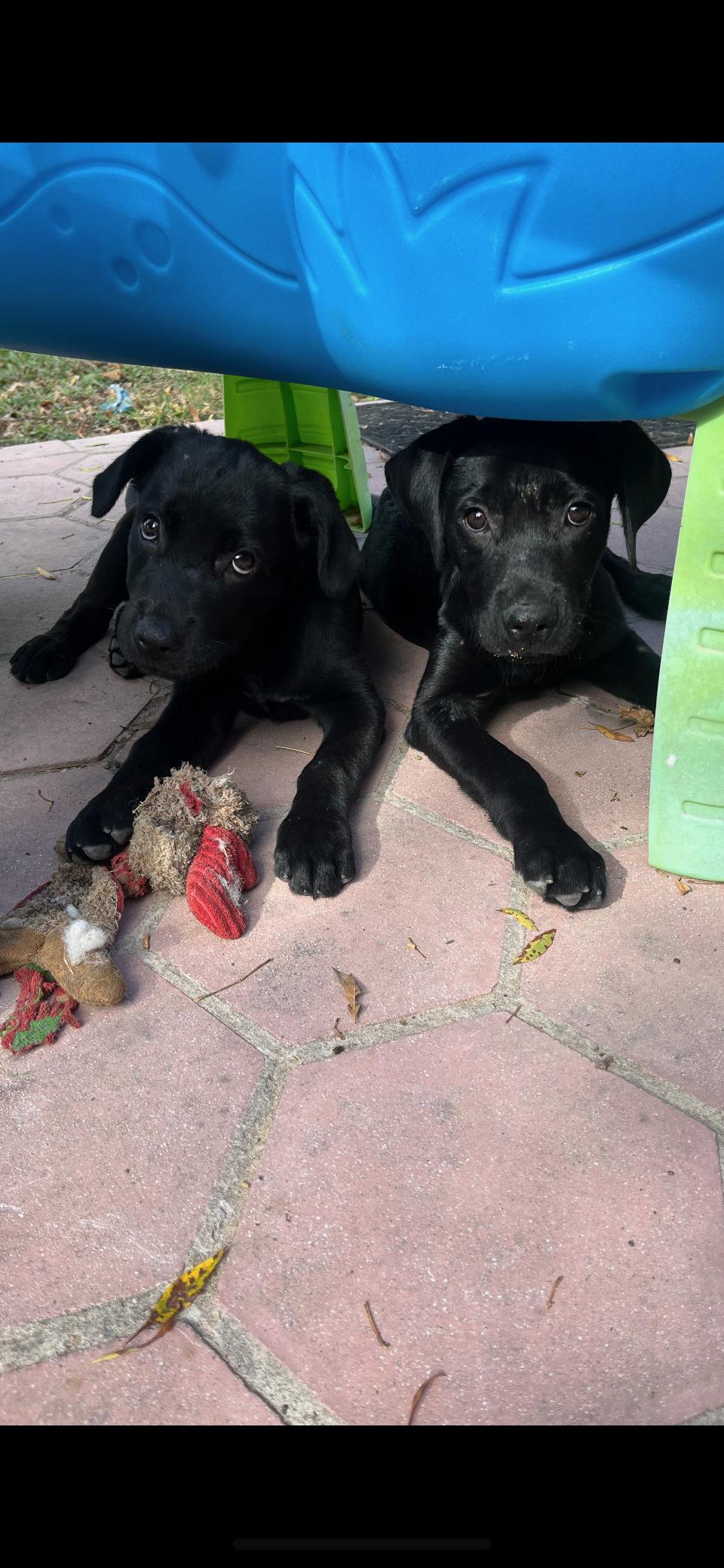 Winnie the Pooh, a Adoptable mixed breed in Willington, CT image 4/5