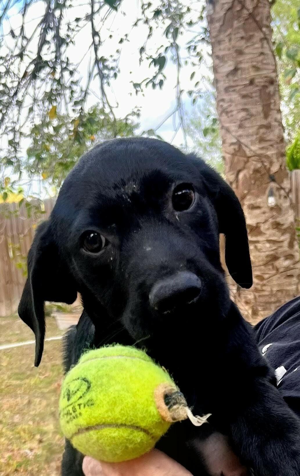 Winnie the Pooh, a Adoptable mixed breed in Willington, CT image 5/5