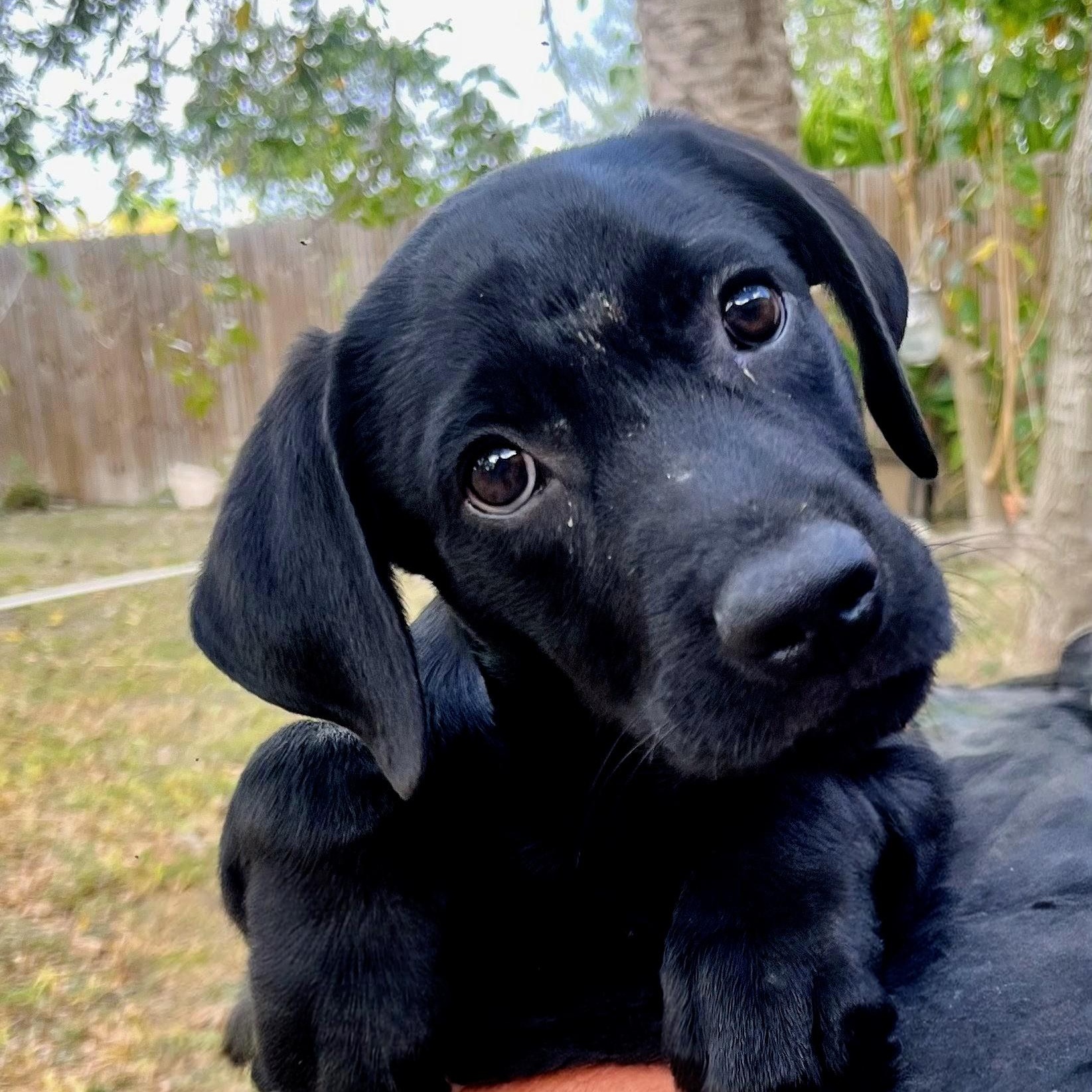 Winnie the Pooh, a Adoptable mixed breed in Willington, CT image 1/5
