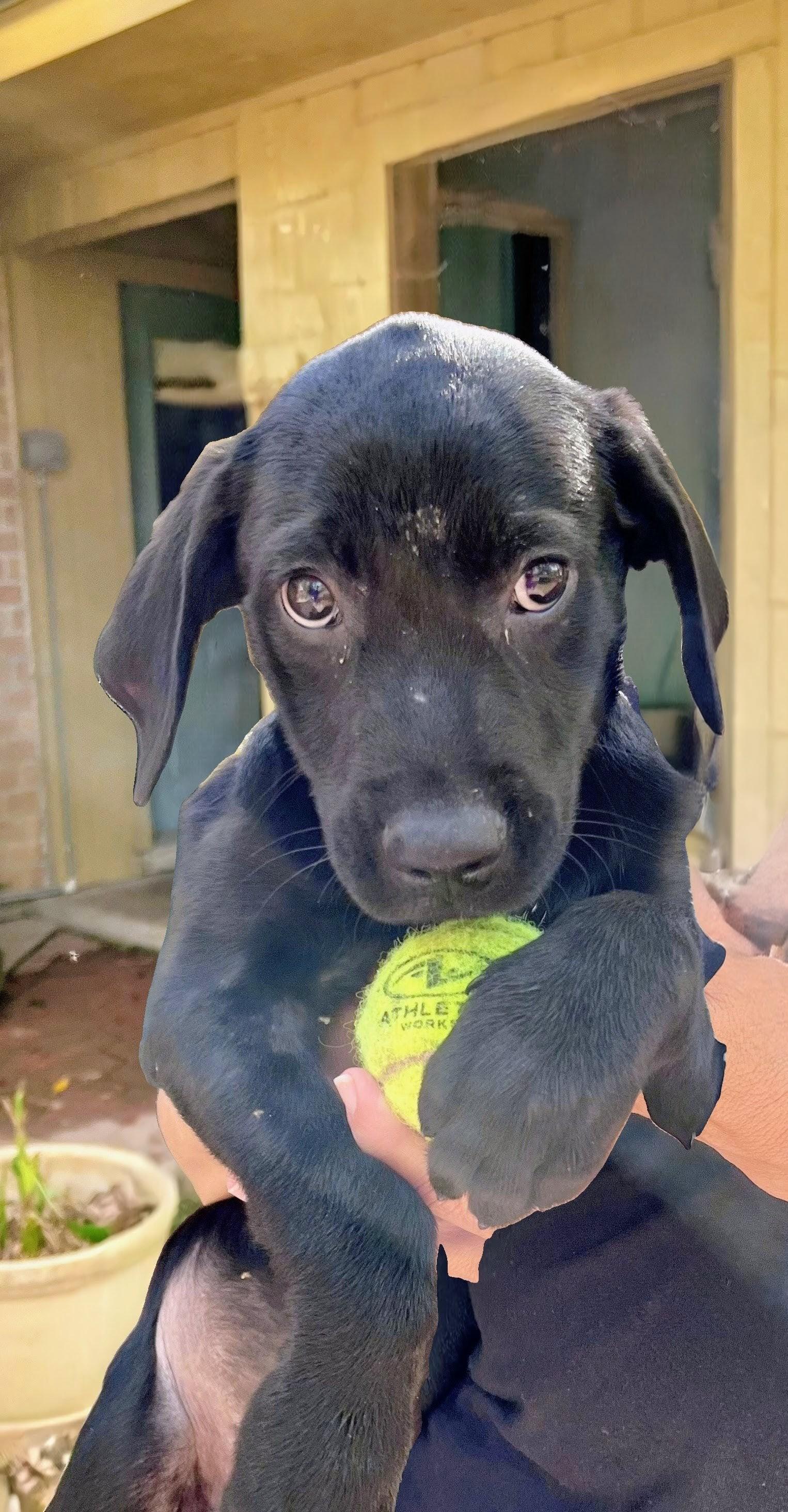 Winnie the Pooh, a Adoptable mixed breed in Willington, CT image 2/5